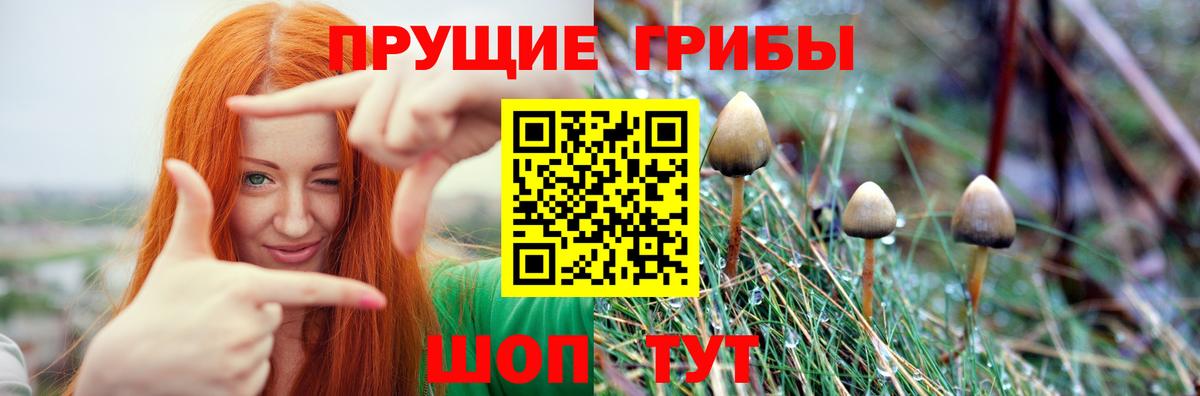 Псилоцибиновые грибы Cubensis  купить закладку  Каменск-Уральский  Вход с VPN 